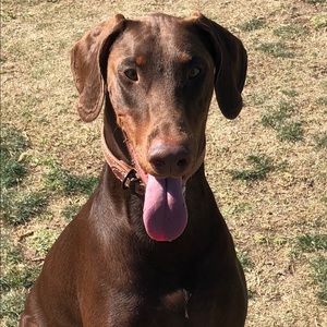 Meet your Posher, Mo